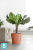 Большое кашпо на колёсиках Ecopots Amsterdam, терракотовое 80-d, 72-h