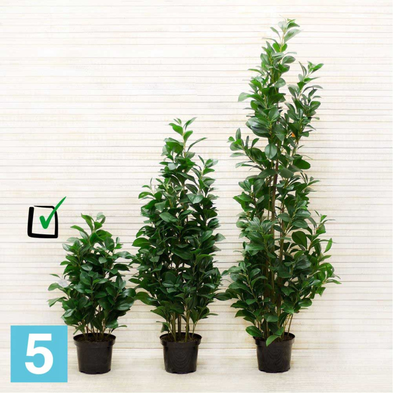 Рускус куст искусственный Alseed, h-70 см., латекс