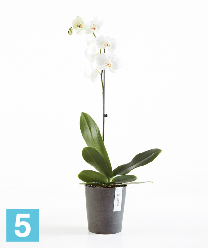 Настольное Кашпо Ecopots Morinda, антрацит 14-d, 16-h