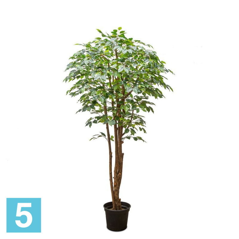 Фикус латекс искусственный Alseed, h-200  см.
