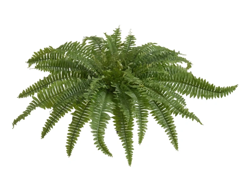 Искусственный Папоротник Бостон Новый натуральный зеленый TREEZ Collection 65-d, 30-h