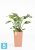 Высокое кашпо Ecopots Rotterdam-MH, терракотовое 30-l, 30-w, 50-h