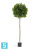 Лавр круглый искусственный TREEZ Collection на высоком стволе 170h