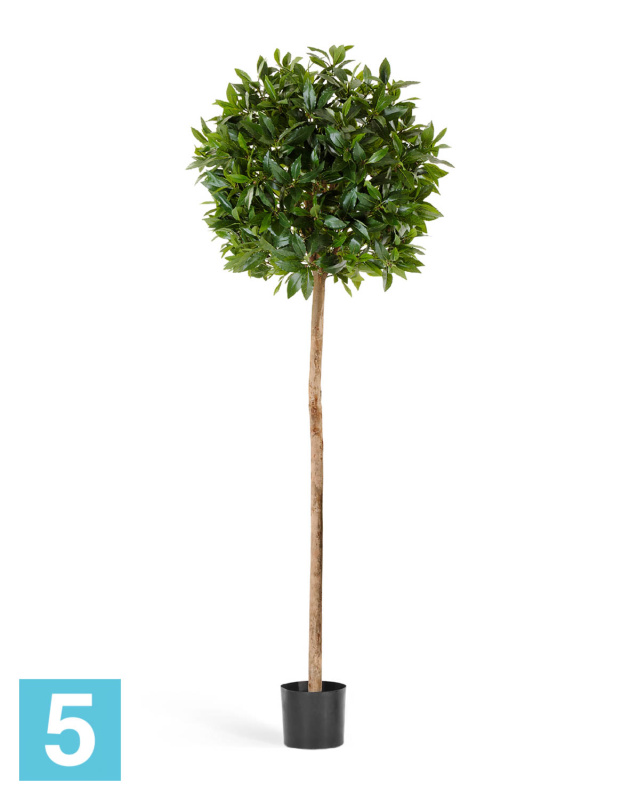 Лавр круглый искусственный TREEZ Collection на высоком стволе 170h