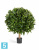 Лавр круглый искусственный TREEZ Collection на низком стволе 40h