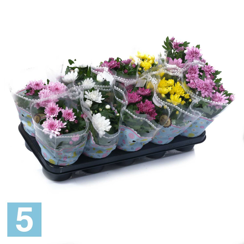 Хризантема Махровая Микс 12