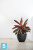 Напольное кашпо Ecopots Antwerp, антрацит 40-d, 30-h Напольное кашпо Ecopots Antwerp, антрацит 40-d, 30-h