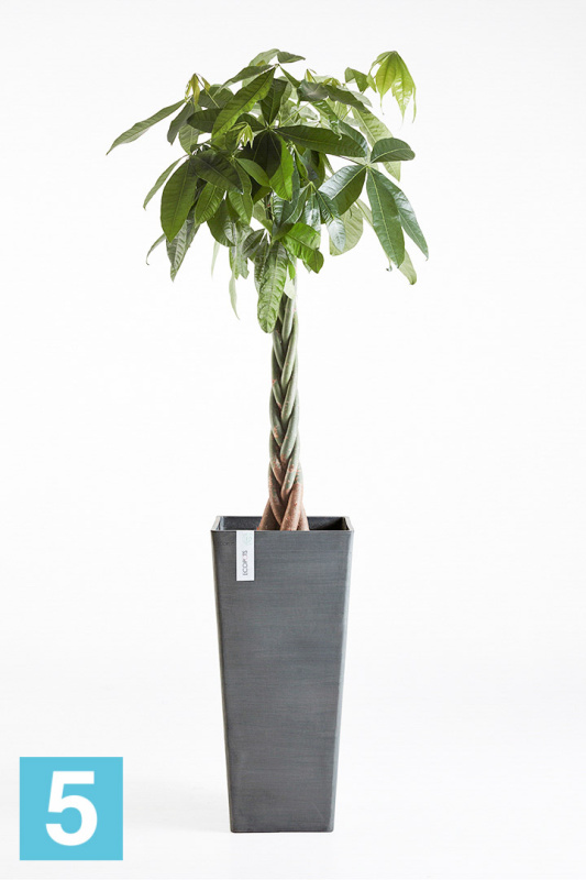 Высокое кашпо Ecopots Rotterdam-H, антрацит 32-l, 32-w, 70-h