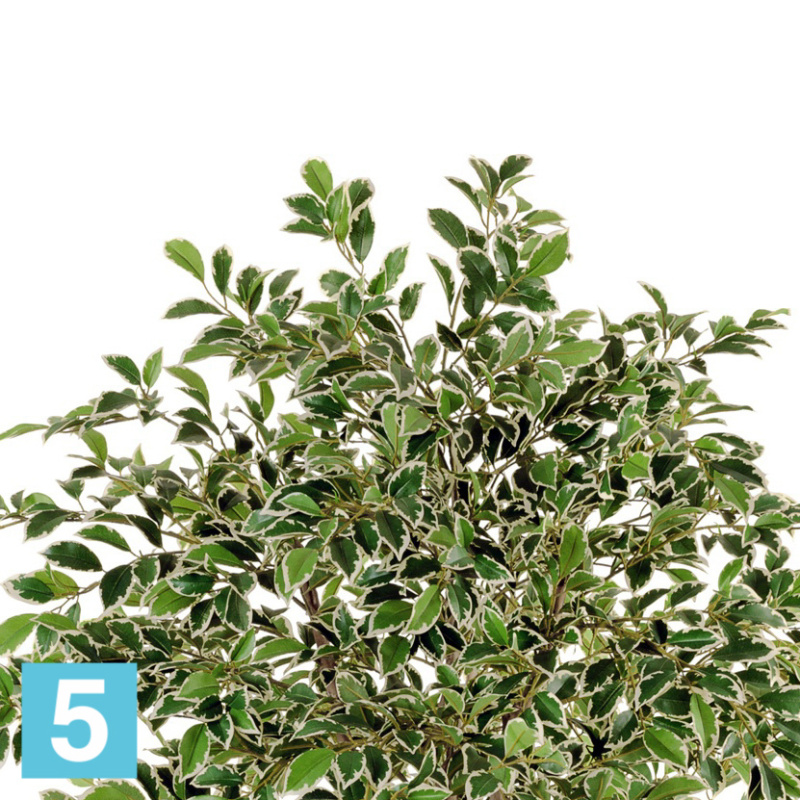 Фикус искусственный TREEZ Collection Фолиа пестрый 130h