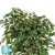 Фикус искусственный TREEZ Collection Бенджамина Коркскрю 180h