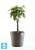 Кашпо с автополивом Ecopots Amsterdam, антрацит 40-d, 35-h