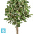 Фикус искусственный TREEZ Collection Эластика пестрый 210h
