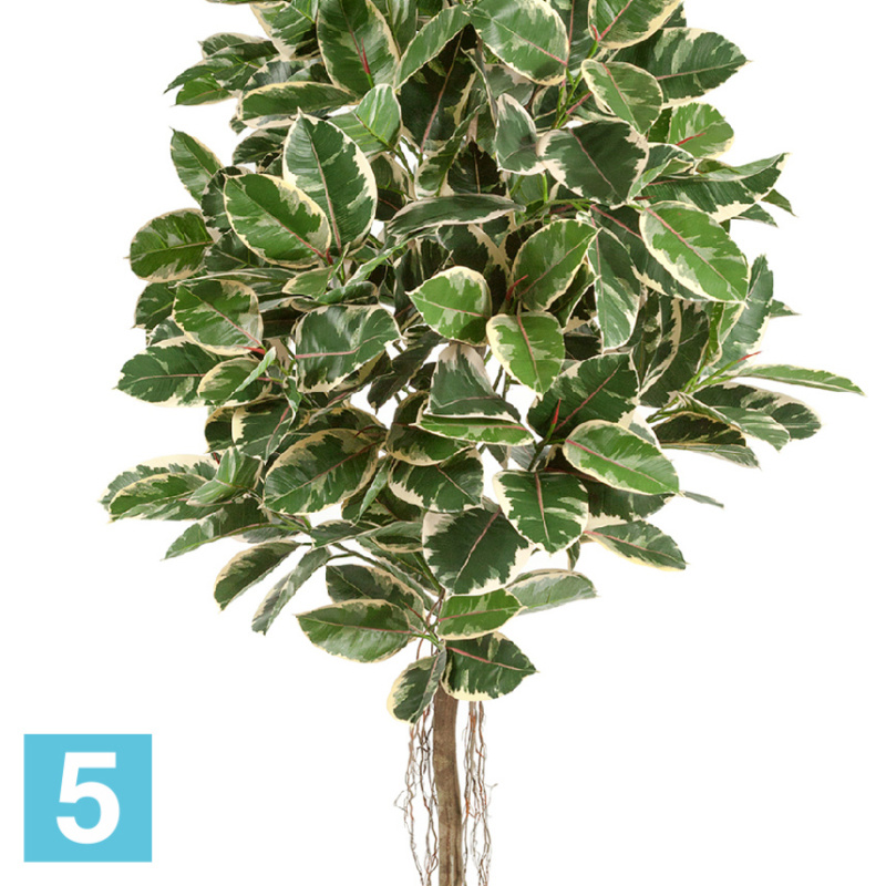 Фикус искусственный TREEZ Collection Эластика пестрый 210h