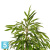 Лонгифолия узколистная Де Люкс искусственная TREEZ Collection 180h Лонгифолия узколистная Де Люкс искусственная TREEZ Collection 180h