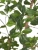 Олива искусственная лесная чёрная Ориентал TREEZ Collection 210h Олива искусственная лесная чёрная Ориентал TREEZ Collection 210h