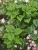 Искусственное цветущее разнотравье куст TREEZ Collection Искусственное цветущее разнотравье куст TREEZ Collection
