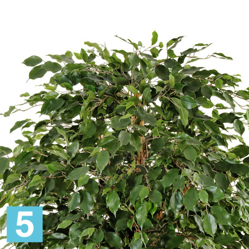 Фикус искусственный TREEZ Collection Бенджамина Лиана Де Люкс 210h