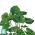 Алоказия Калидора искусственная TREEZ Collection 80h Алоказия Калидора искусственная TREEZ Collection 80h