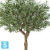 Олива искусственная TREEZ Collection Олден на толстом стволе 270h Олива искусственная TREEZ Collection Олден на толстом стволе 270h