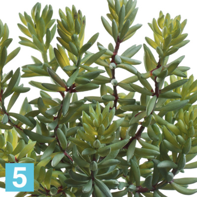 Суккулент Седум искусственный куст зеленый TREEZ Collection в #REGION_NAME_DECLINE_PP#