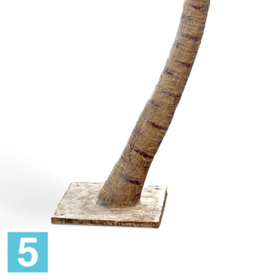 Пальма искусственная TREEZ Collection Финиковая Гигантская изогнутая 330h в #REGION_NAME_DECLINE_PP#