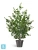 Искусственный Эвкалипт TREEZ Collection зеленый куст 13h