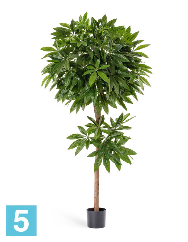 Пахира искусственная TREEZ Collection 150h