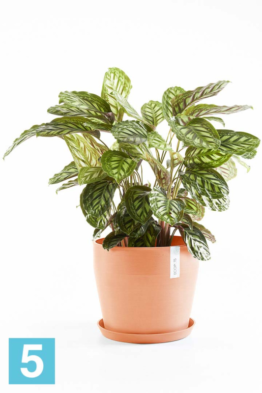Напольное кашпо Ecopots Sankara, терракотовое 40-d, 35-h