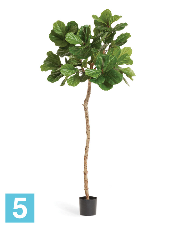 Фикус искусственный TREEZ Collection Лирата M-Style на штамбе 180h