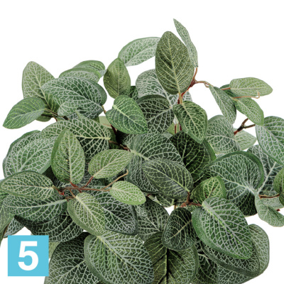 Тини Фиттония искусственная Сноу TREEZ Collection в #REGION_NAME_DECLINE_PP#
