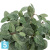 Тини Фиттония искусственная Сноу TREEZ Collection