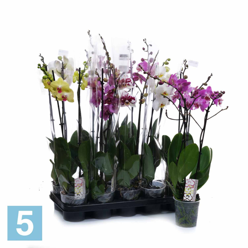 Фаленопсис Микс 2 Ствола 12