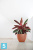 Напольное кашпо Ecopots Antwerp, терракотовое 50-d, 40-h