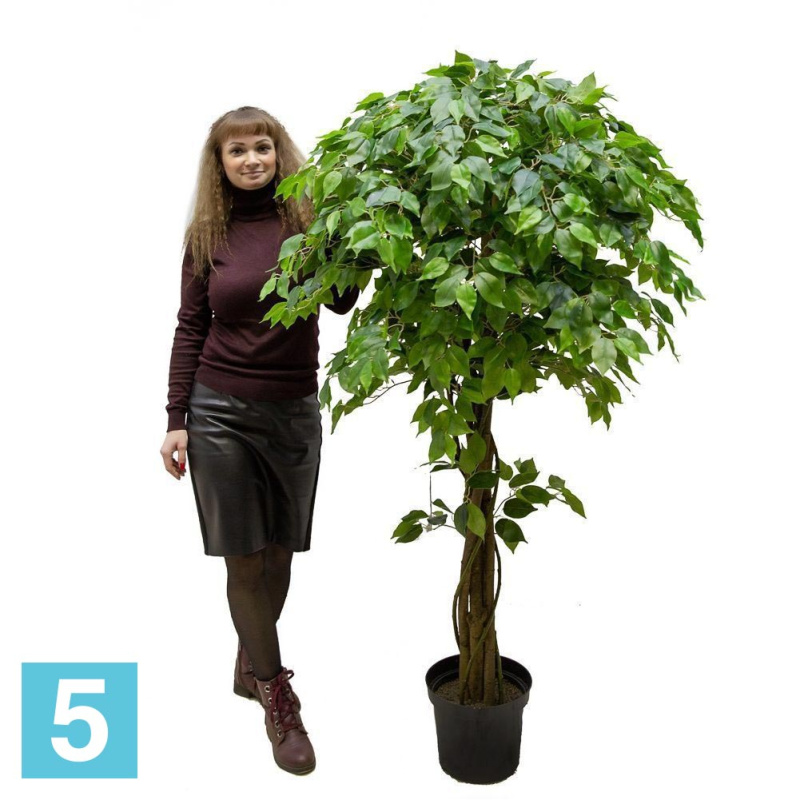 Фикус искусственный Alseed, h-160 см., латекс, с плетеным стволом