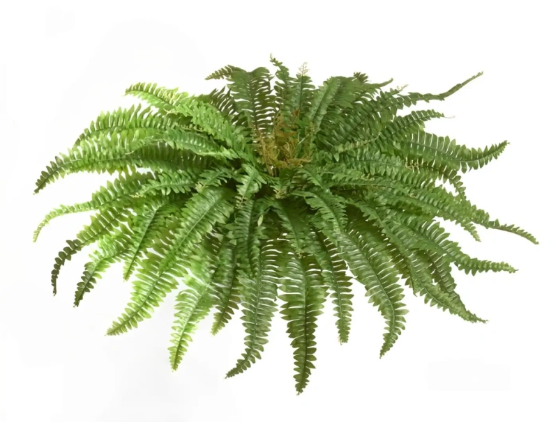 Искусственный Папоротник Бостон Новый натуральный зеленый TREEZ Collection 65-d, 30-h
