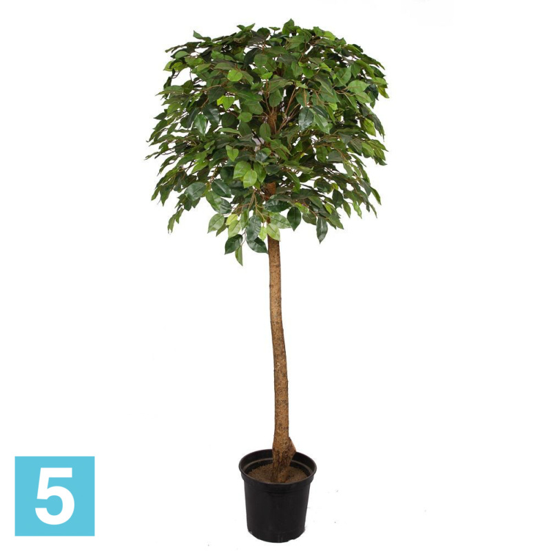 Фикус искусственный Alseed, h-160 см., латекс