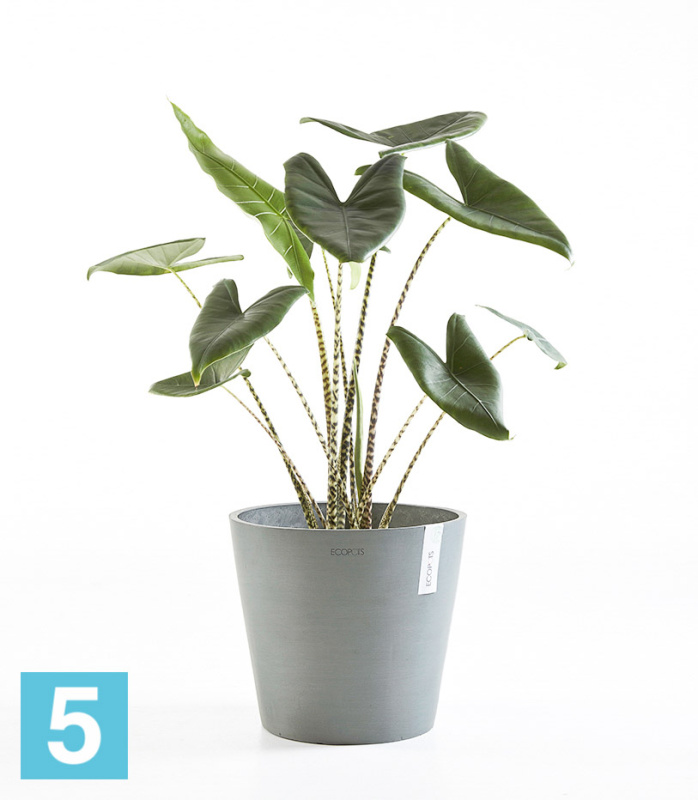 Большое кашпо на колёсиках Ecopots Amsterdam, серое 80-d, 72-h