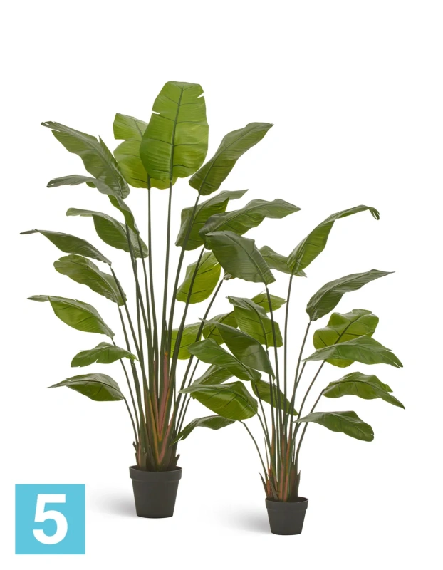Искуственная стрелиция Traveller (Sensitive Botanic) TREEZ Collection 180h