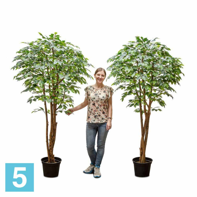 Фикус латекс искусственный Alseed, h-200  см.