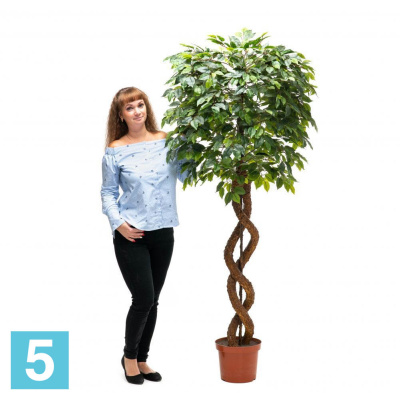 Фикус мелкий искусственный Alseed, латекс, h-180 см.