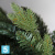 Искусственная елка Royal Christmas зеленая Arkansas Premium, Литая + ПВХ, 210-h