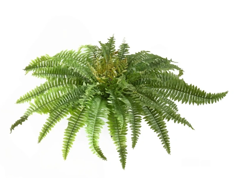 Искусственный Папоротник Бостон Новый натуральный зеленый TREEZ Collection 65-d, 30-h