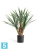 Юкка Рострата Мини искусственная TREEZ Collection 3 ствола 70h