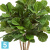 Фикус искусственный TREEZ Collection Лирата Гранд куст многоствольный 95h