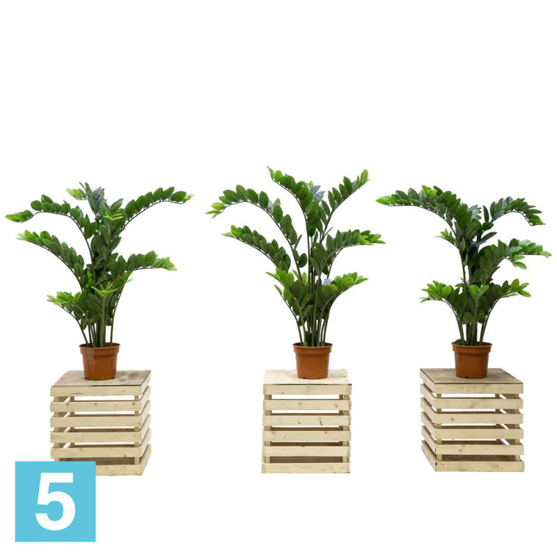 Замиокулькас куст искусственный Alseed, h-100 см.