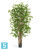 Драцена искусственная TREEZ Collection Саркула Спотти 210h