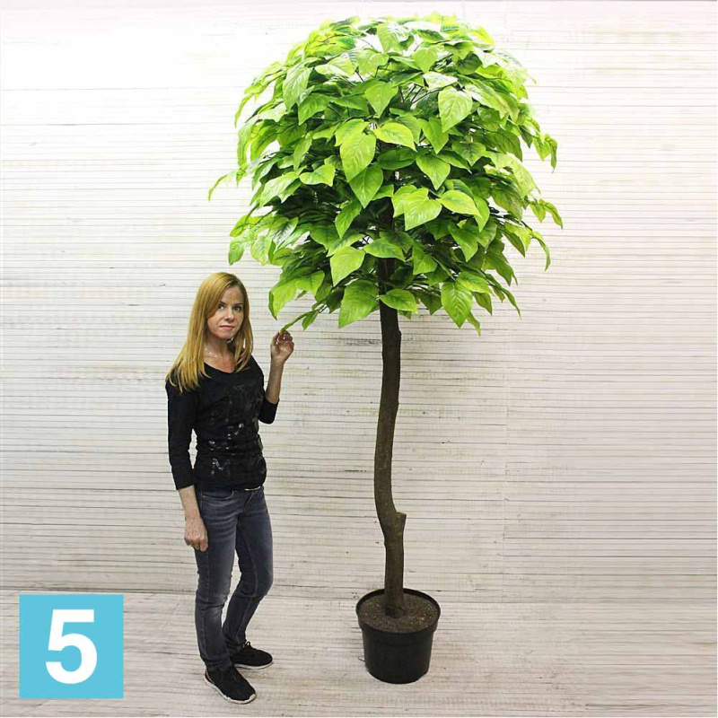 Катальпа искусственная Alseed, h-240 см.