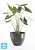 Напольное кашпо Ecopots Antwerp, антрацит 40-d, 30-h Напольное кашпо Ecopots Antwerp, антрацит 40-d, 30-h