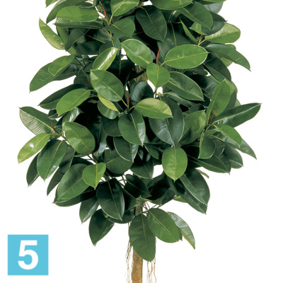 Фикус искусственный TREEZ Collection Эластика зелёный 150h