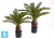 Пальма Цикас искусственная TREEZ Collection 65h